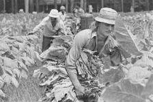 Harvesting Tobacco